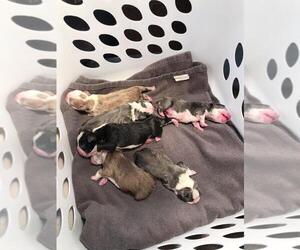 Boston Terrier Puppy for Sale in HICKORY, North Carolina USA