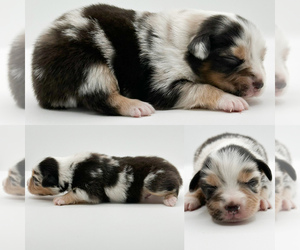 Miniature Australian Shepherd Puppy for sale in BROOKER, FL, USA