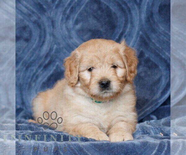 Medium Photo #1 Goldendoodle (Miniature) Puppy For Sale in NARVON, PA, USA