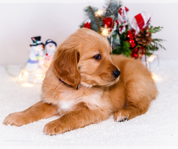 Medium Photo #8 Golden Retriever Puppy For Sale in WAKARUSA, IN, USA