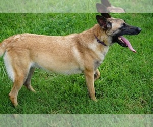 Mother of the Belgian Malinois puppies born on 08/04/2021