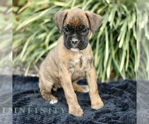 Boxer Puppy for sale in HONEY BROOK, PA, USA