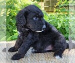 Small #5 F2 Aussiedoodle
