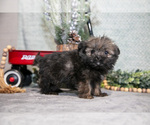 Small Photo #18 Shiranian Puppy For Sale in SHILOH, OH, USA