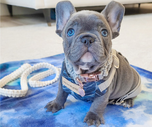 French Bulldog Puppy for sale in KANSAS CITY, MO, USA