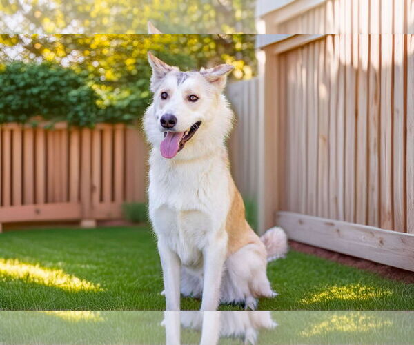 Medium Photo #4 Siberian Husky-Unknown Mix Puppy For Sale in Yuba City, CA, USA