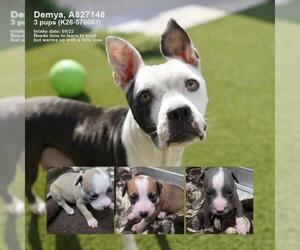 DEMYA - Female American Staffordshire Terrier Dog for Adoption - Photo #2