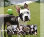 Small Photo #2 American Staffordshire Terrier Puppy For Sale in San Antonio, TX, USA