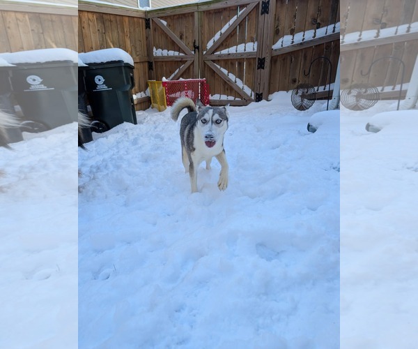 Medium Photo #18 Siberian Husky-Unknown Mix Puppy For Sale in Holly Springs, NC, USA