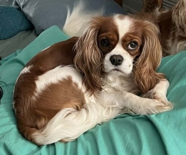 Medium Photo #1 Cavalier King Charles Spaniel Puppy For Sale in HAMILTON, AL, USA