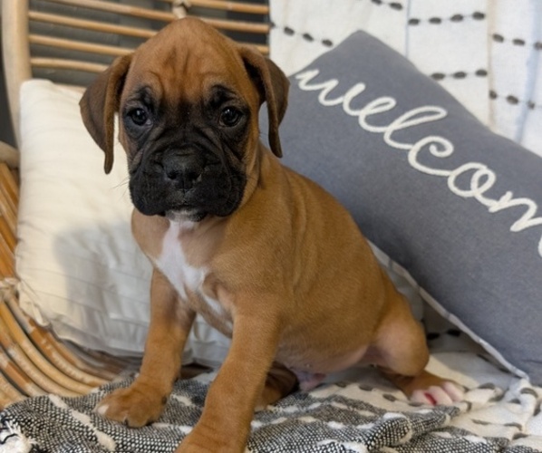 Medium Photo #5 Boxer Puppy For Sale in GOSHEN, IN, USA