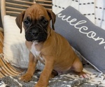 Small Photo #22 Boxer Puppy For Sale in GOSHEN, IN, USA