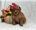 Small Photo #6 Double Doodle Puppy For Sale in CEDAR LANE, PA, USA