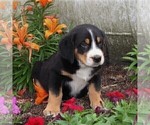 Small #3 Greater Swiss Mountain Dog