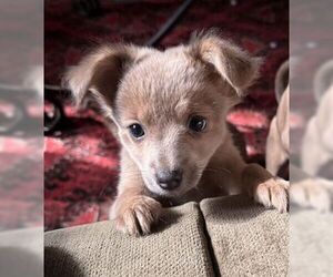 Chihuahua-Unknown Mix Dogs for adoption in Fremont, CA, USA