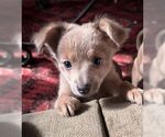 Janet (Marie) - Female Chihuahua-Unknown Mix Dog for Adoption - Small photo