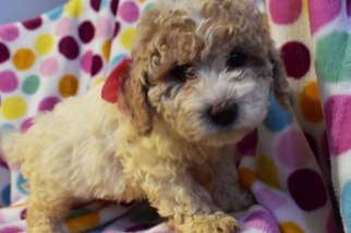 Bichpoo Puppy for sale in EPHRATA, PA, USA