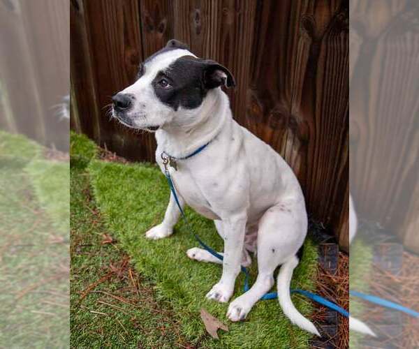 Medium Photo #3 Lab-Pointer Puppy For Sale in Kennesaw, GA, USA