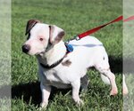 Small #4 Dachshund Mix