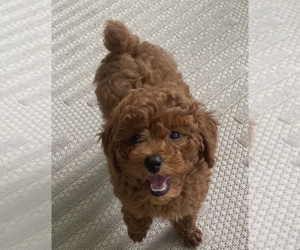 Medium Photo #15 Poodle (Miniature) Puppy For Sale in INDIAN TRAIL, NC, USA