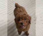 Small Photo #15 Poodle (Miniature) Puppy For Sale in INDIAN TRAIL, NC, USA