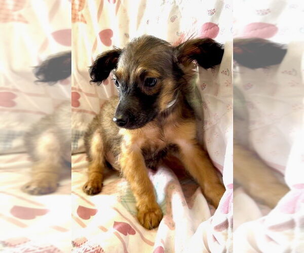 Medium Photo #4 Mutt Puppy For Sale in San Diego, CA, USA