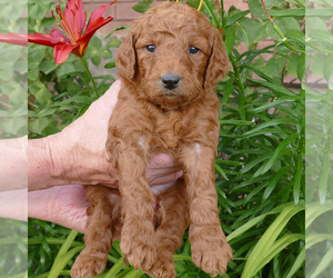 Goldendoodle (Miniature) Puppy for sale in ROY, UT, USA