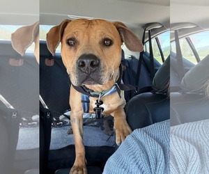 Chow Chow-Unknown Mix Dogs for adoption in Holly Springs, NC, USA