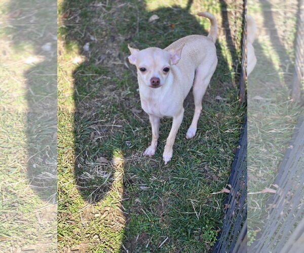 Medium Photo #8 Chihuahua Puppy For Sale in Oakhurst, NJ, USA