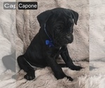 Small #5 Cane Corso