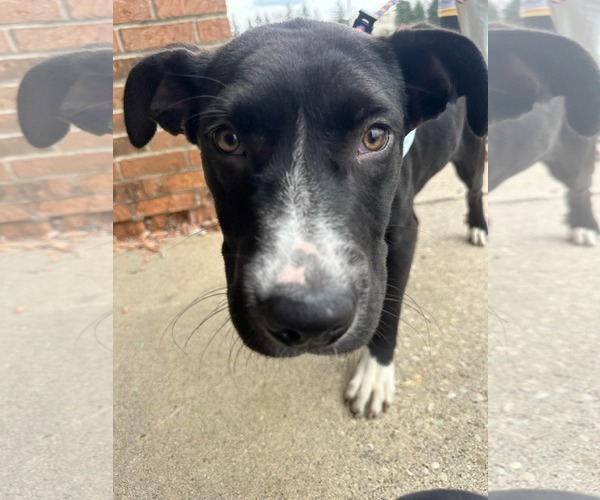 Medium Photo #6 Great Dane-Unknown Mix Puppy For Sale in Germantown, OH, USA