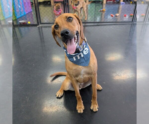 Medium Photo #11 Mutt Puppy For Sale in Vail, AZ, USA