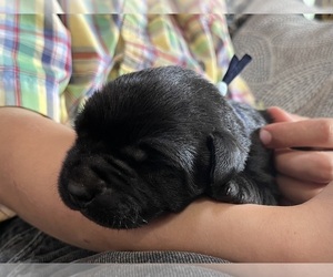 Labrador Retriever Puppy for sale in AUGUSTA, WI, USA