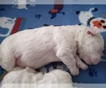 Small Photo #19 Bichon Frise Puppy For Sale in ORLANDO, FL, USA