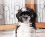 Small Photo #4 Shih Tzu Puppy For Sale in NAPLES, FL, USA