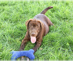 Samuel - Male Labrador Retriever Puppy for Sale - Photo #3