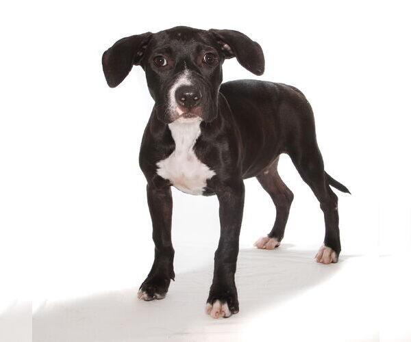 Medium Photo #2 Labrador Retriever-Unknown Mix Puppy For Sale in Oakland Park, FL, USA