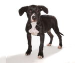 Small #1 Labrador Retriever Mix