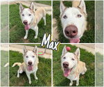 Small #4 Siberian Husky Mix