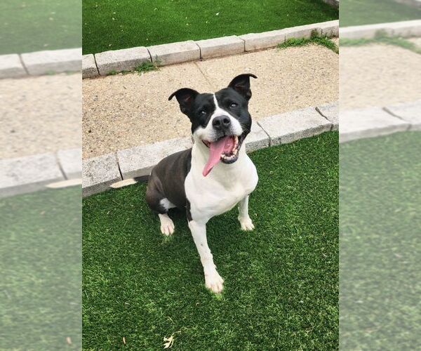 Medium Photo #4 American Staffordshire Terrier-Unknown Mix Puppy For Sale in Perth Amboy, NJ, USA