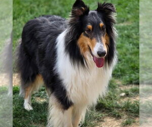 Collie Dogs for adoption in Dublin, OH, USA