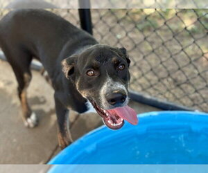 Catahoula Leopard Dog-Unknown Mix Dogs for adoption in Tulsa, OK, USA
