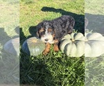 Image preview for Ad Listing. Nickname: Litter of 3