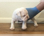 Small Photo #9 Bulldog Puppy For Sale in CHANDLER, AZ, USA