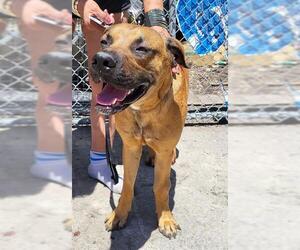 Black Mouth Cur-Unknown Mix Dogs for adoption in San Antonio, TX, USA