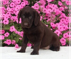 Labrador Retriever Puppy for sale in FREDERICKSBURG, OH, USA
