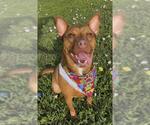 Small #3 Bulldog-Rhodesian Ridgeback Mix