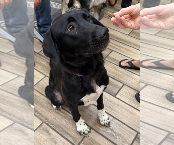 Medium Photo #5 Anatolian Shepherd-German Shepherd Dog Mix Puppy For Sale in Cupertino, CA, USA