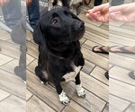 Small #4 Anatolian Shepherd-German Shepherd Dog Mix
