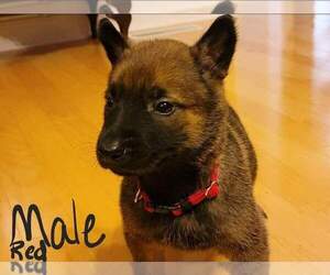 Dutch Shepherd Dog-German Shepherd Dog Mix Puppy for sale in SPRING HILL, TN, USA